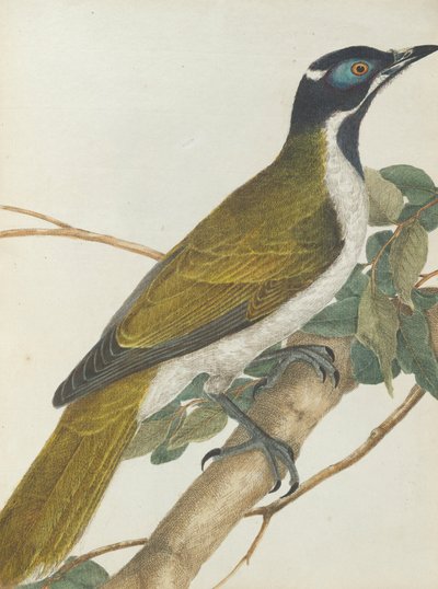 Blue Face Honeysucker by John William Lewin